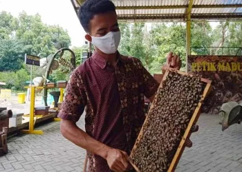 Ingin Berternak Lebah dan Petik Madu, Kunjungi Tempat Ini