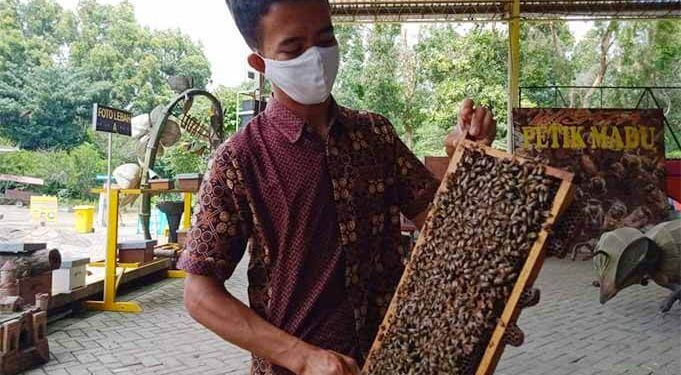 Salah seorang staf Agro Tawon Wisata Petik Madu, menunjukkan lebah madu dan sarangnya.(foto: Rizal Adhi Pratama).