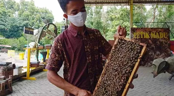 Salah seorang staf Agro Tawon Wisata Petik Madu, menunjukkan lebah madu dan sarangnya.(foto: Rizal Adhi Pratama).