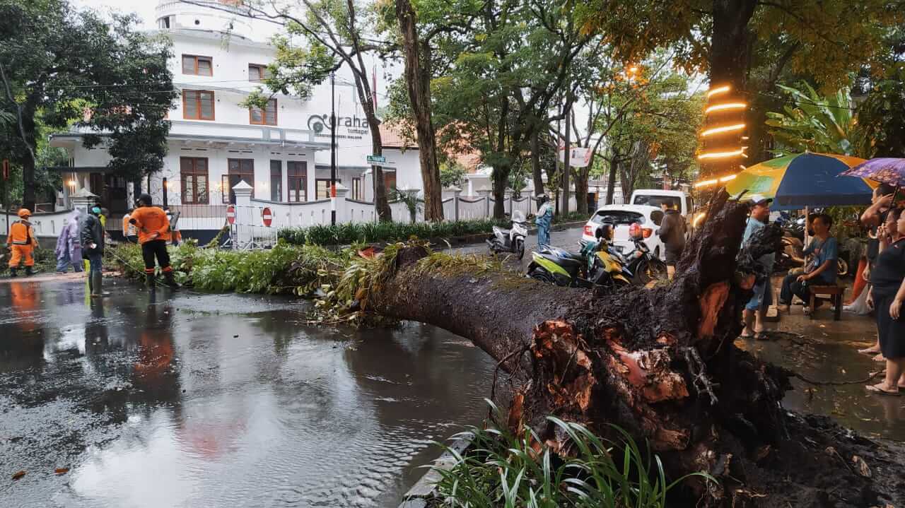 Pohon mahoni setinggi 15 meter di kawasan Jalan Tumapel, dekat Balai Kota Malang, tumbang hingga melintang menutup jalan, pada Sabtu (27/2/2021). Foto: Ulul Azmy