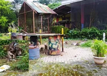 Fakta Anjing Ditelantarkan Pemilik Hingga Mati