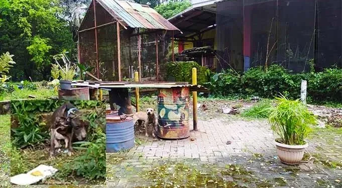 Halaman rumah tempat memelihara anjing. Anjing yang sempat diberi makan nasi yang akhirnya mati. (foto inset kiri bawah)
