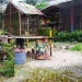 Fakta Anjing Ditelantarkan Pemilik Hingga Mati