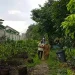 Mlijo Online - Dispangtan Seriusi Mlijo Online Demi Urban Farming