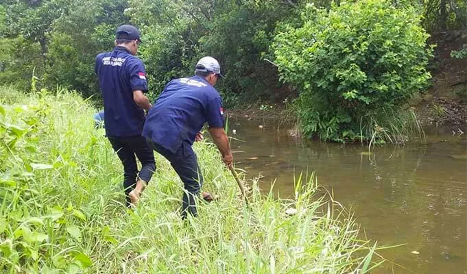 Karang Taruna - Fokus Konservasi, Karang Taruna Bowele Tanam 1.000 Pohon Mangrove Bakau