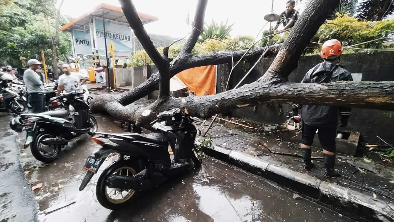 pohon tumbang - Hujan Deras Selama 1,5 Jam, Ada 10 Titik Pohon Tumbang