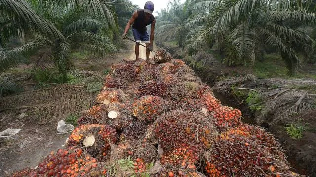 Kelapa Sawit - Profauna Kritisi Dampak Pembangunan Pabrik Kelapa Sawit di Malang Selatan