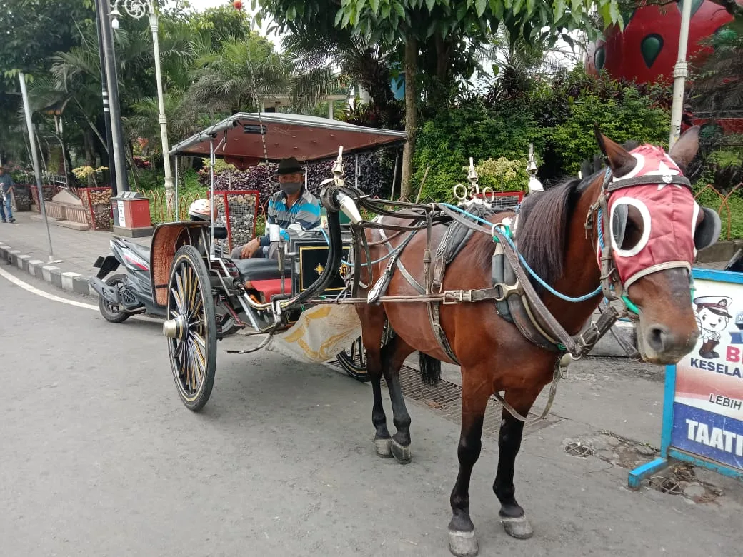 Narik Delman Sejak 1982, Suprapto Terjang Pandemi Meski Tanpa Penumpang