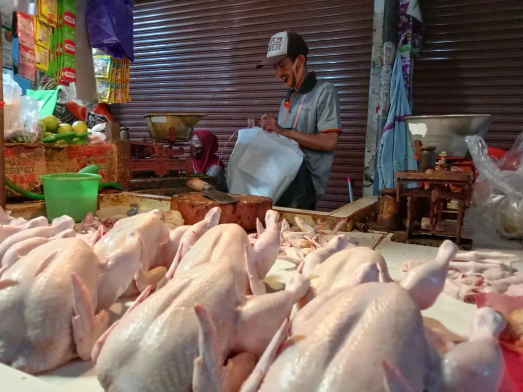 ayam - Harga Ayam Potong Capai Rp 40 Ribu per Kilogram