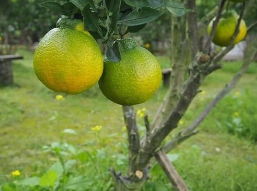 Buah jeruk dekopon. Foto: Balitjestro