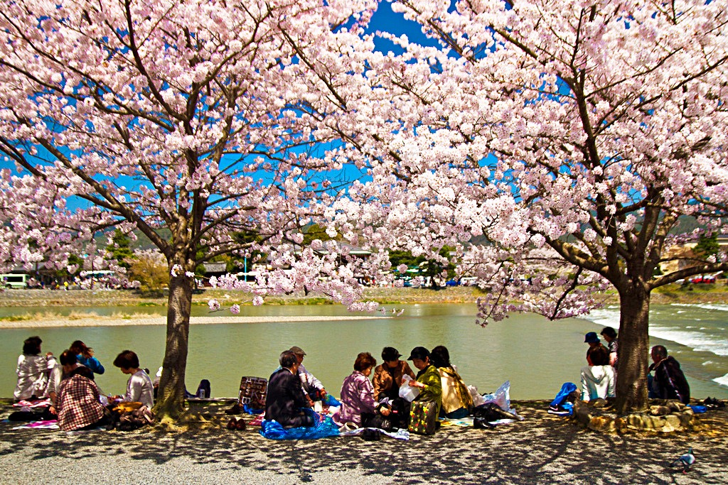 Bunga sakura bersemi di Jepang.(foto:pixabay)