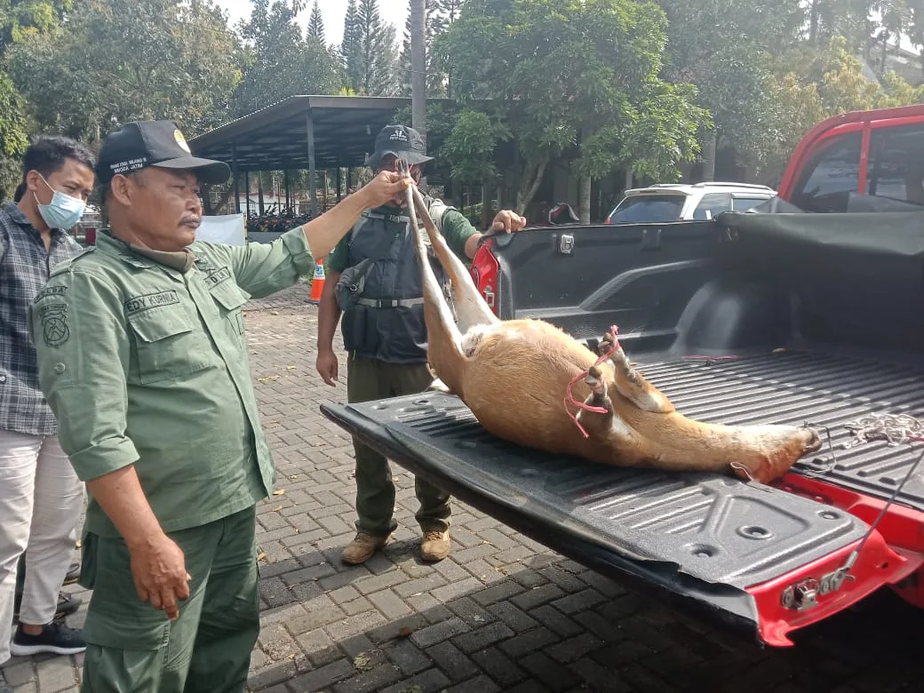 Tim Gabungan BKSDA Jatim Amankan Seekor Kijang, Laporkan Pemburunya ke Polisi