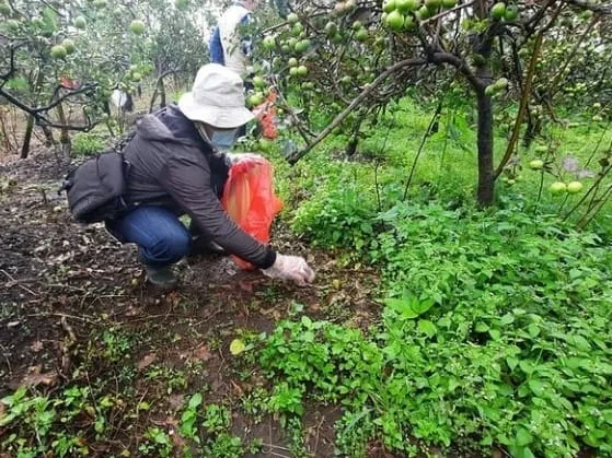 Harga Apel Membaik Memasuki Musim Kemarau, Petani Optimis Hadapi Produk Impor