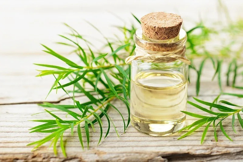 Dari Usir Ketombe Hingga Serangga, Ini Manfaat Tea Tree Oil Selain Untuk Kulit
