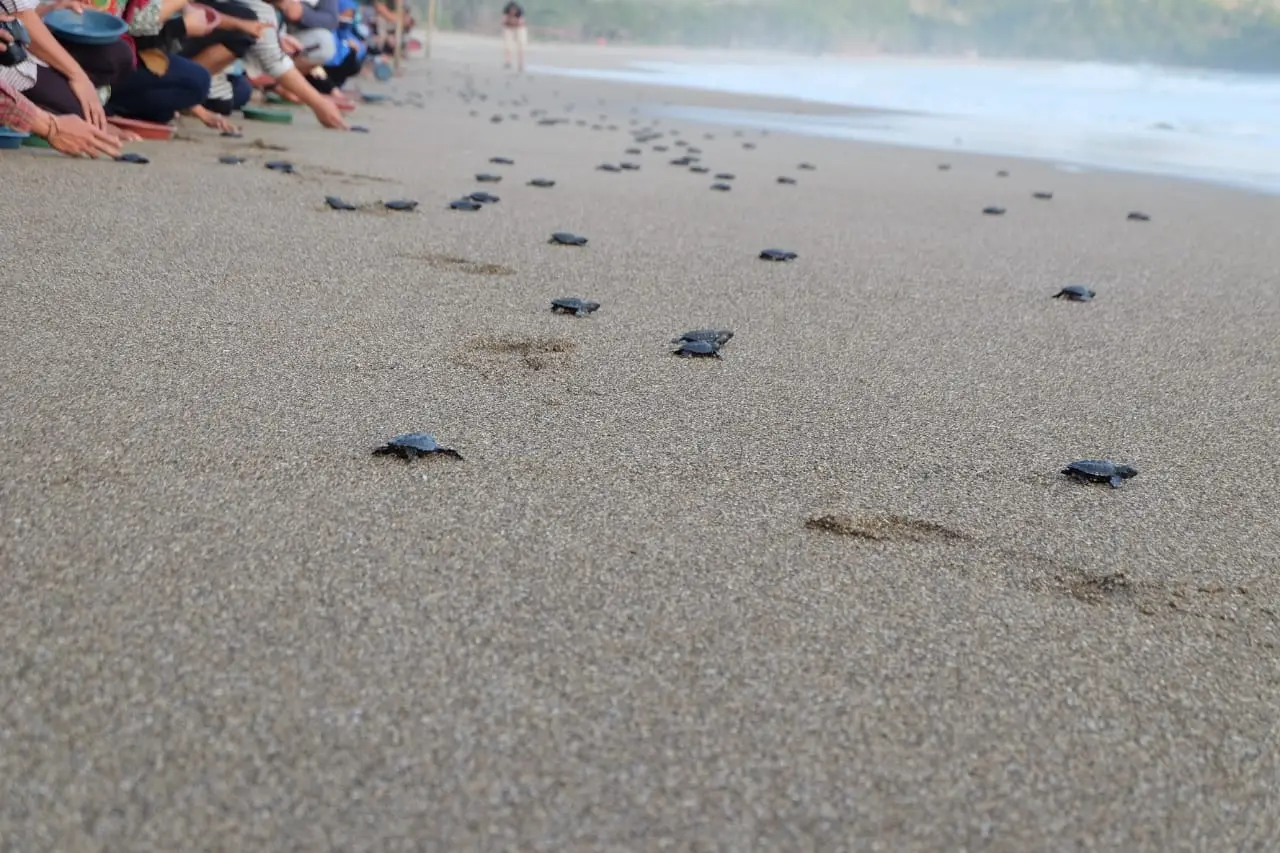 lebaran - Lebaran di Bajulmati, Pantai Konservasi untuk Penyu