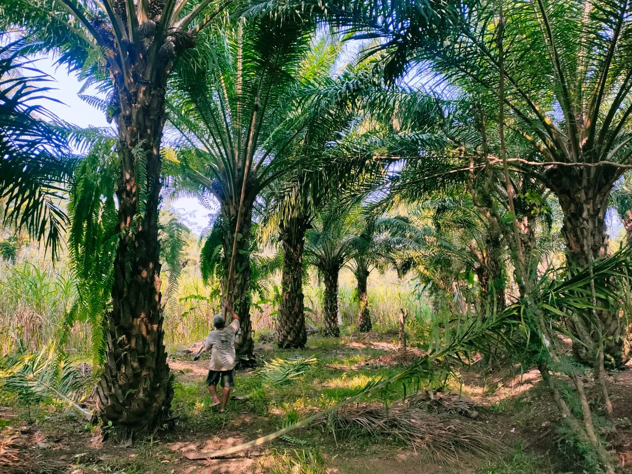 sawit - Jelajah Perkebunan Sawit di Malang Selatan, Tumbuh Subur dan Sulit Ditebas