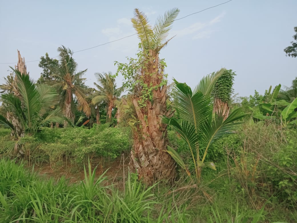Pohon kelapa hibrida yang ditanam di sebelah pohon sawit. Foto: Rizal Adhi