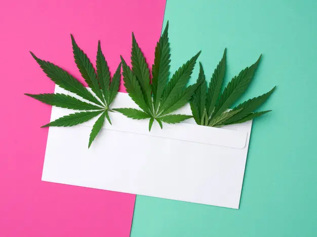 Kisah Bagaimana Kertas Pertama di Dunia yang Terbuat dari Ganja