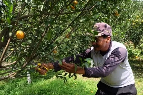 PN Kepanjen Menangkan Pemdes Selorejo dalam Putusan Sela Terkait konflik dengan Petani Jeruk