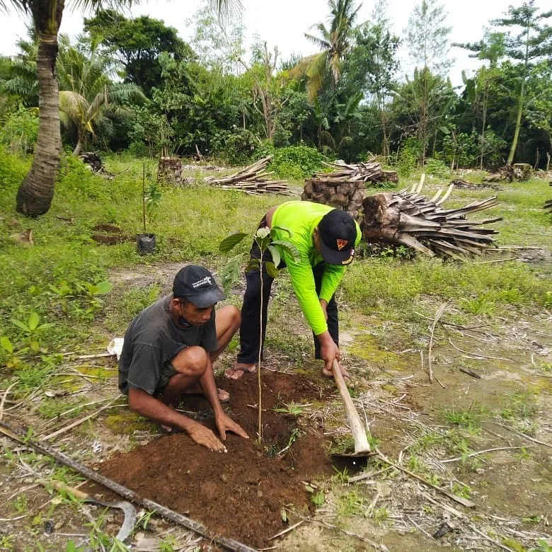 Lembaga SAI Sebut Malang Selatan Pernah ada Sawit tapi Merugi