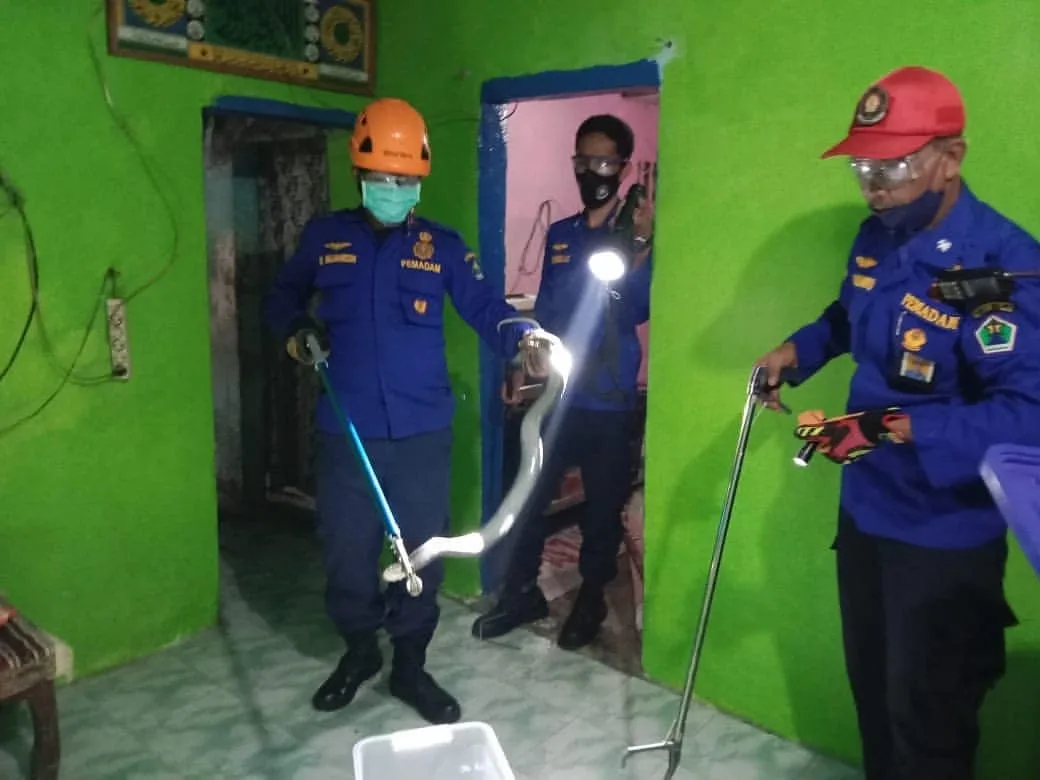 mata - Mata 2 Warga Mergosono Terkena Semburan Ular Cobra