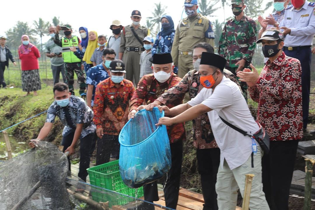 Bupati Malang saat ikut memanen ikan nila di Kecamatan Tumpang. Foto: Humas Protokol Kabupaten Malang