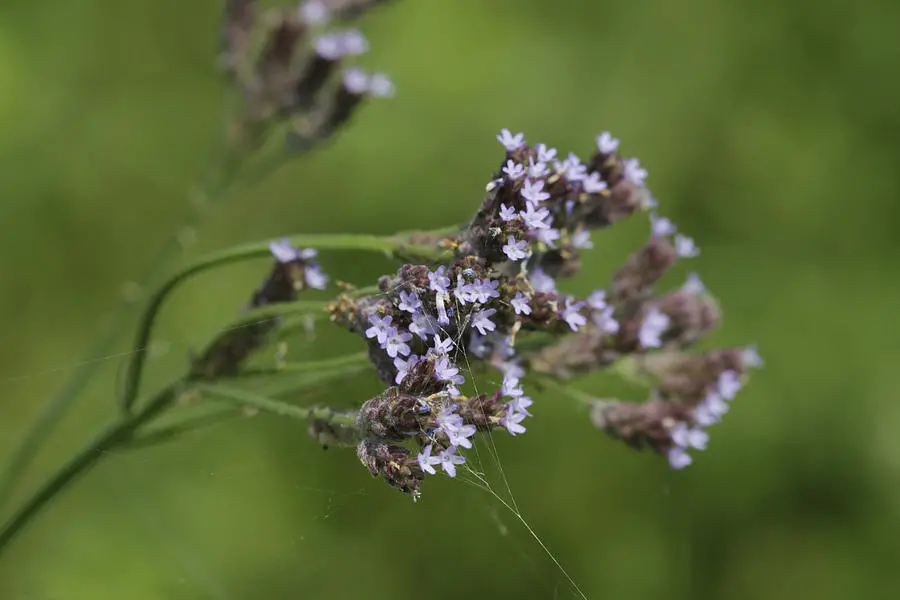 Verbena Brasiliensis yang tumbuh cepat menutupi tumbuhan endemik di Padang Savana Oro-Oro Ombo, Gunung Semeru. Foto: pixels