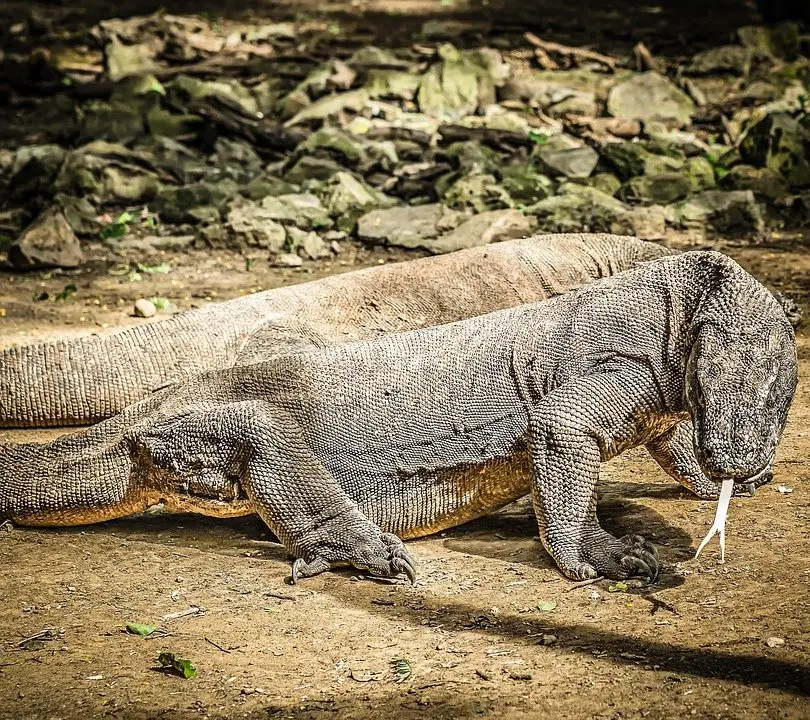 Sederet Fakta Aneh Komodo, Mulai Muntah Pelet Lambung hingga Makan Bayinya Sendiri