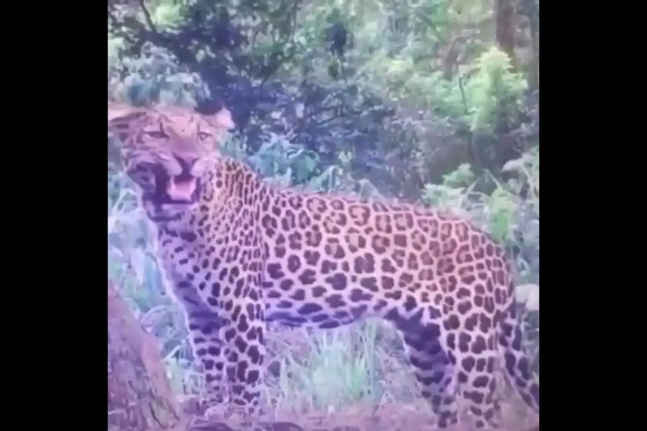 Kabar Baik! Populasi Macan Tutul Jawa di Taman Nasional Bromo Semeru Bertambah