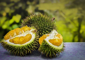Buah durian bisa dibuat chips crispy/https/tugu malang