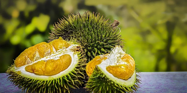 Buah durian bisa dibuat chips crispy/https/tugu malang