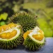 Buah durian bisa dibuat chips crispy/https/tugu malang