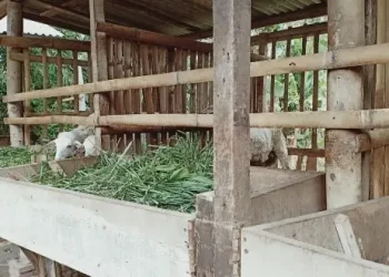 Lolos Program PTDM Berkat Inovasi Teknologi Reproduksi, Unikama Sasar Peternak Kambing di Ponorogo