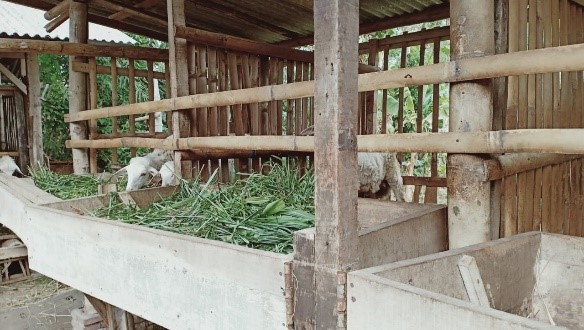Peternakan kambing di Kabupaten Ponorogo. Foto: dok