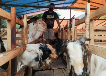 hukum berkurban