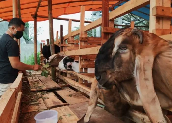 stok kambing kurban di jatim