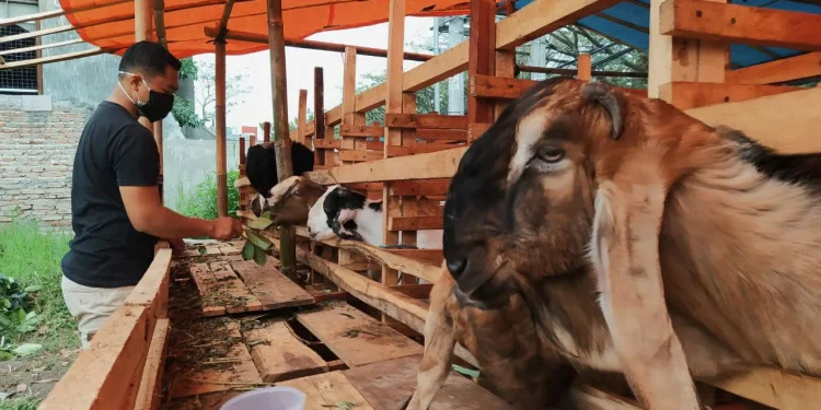stok kambing kurban di jatim