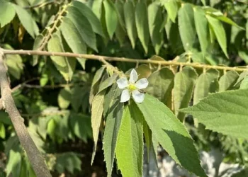 Daun Kersen, Tanaman Pinggir Jalan dengan Segudang Manfaat