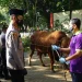 Idul Adha, Polres Malang Sembelih 35 Kambing dan 8 Sapi