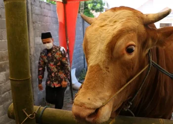 Kota Batu - DPKP Kota Batu Akan Bangun Kandang Sapi Komunal