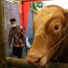 Kota Batu - DPKP Kota Batu Akan Bangun Kandang Sapi Komunal