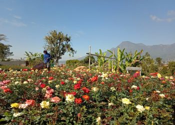 Petani bunga mawar Desa Sidomulyo, Kecamatan Batu Kota Batu. Foto Sholeh.