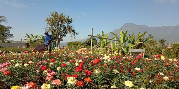 Petani bunga mawar Desa Sidomulyo, Kecamatan Batu Kota Batu. Foto Sholeh.