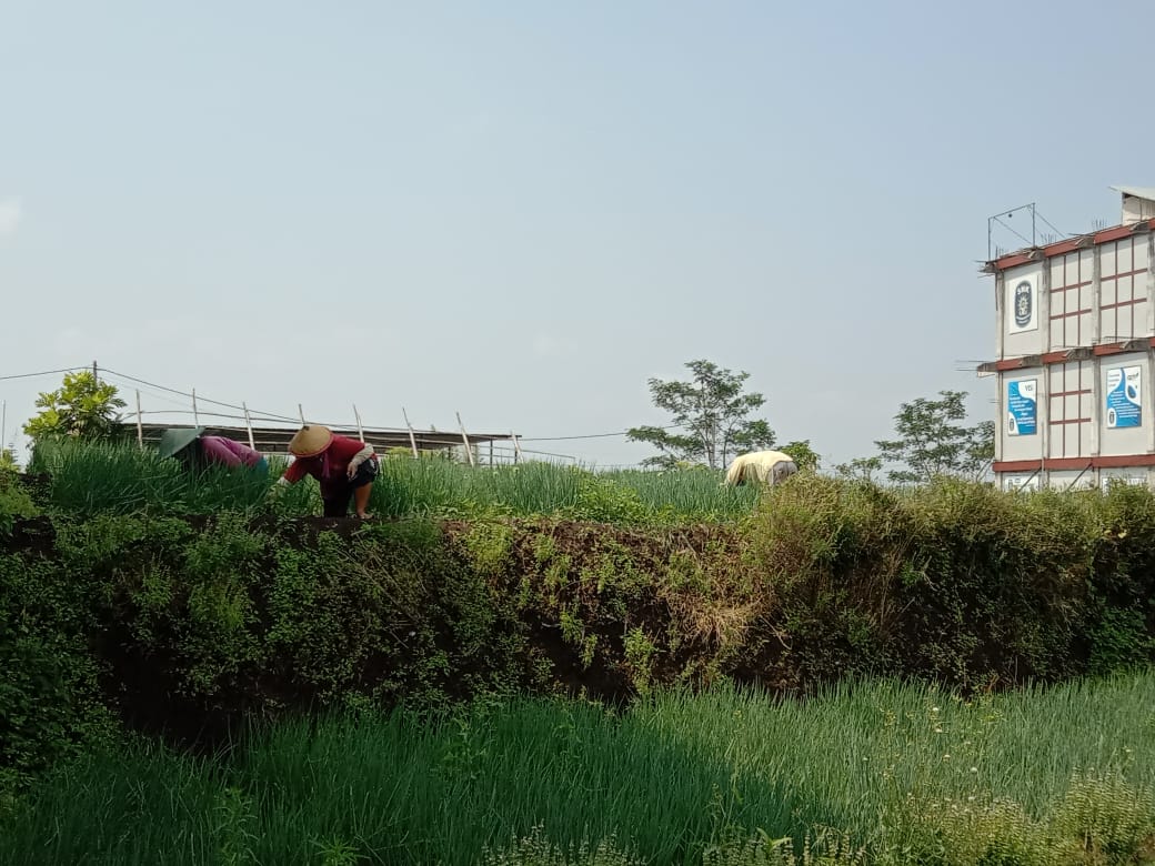Kusmiarni melakukan perawatan tanaman bawang merah. foto/M Sholeh