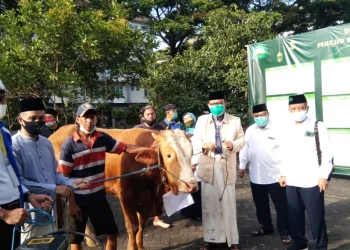 Rektor Unisma saat penyembelihan sapi kurban