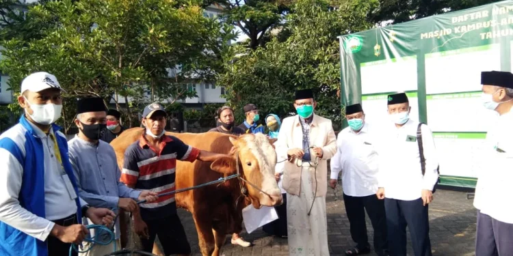 Rektor Unisma saat penyembelihan sapi kurban