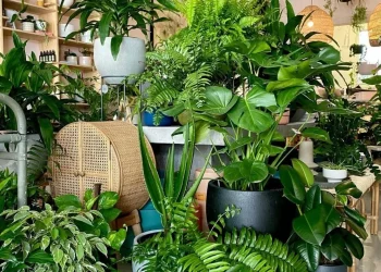 Buat kebun minimalis di rumah sangat menyenangkan di masa pandemi/tugu malang