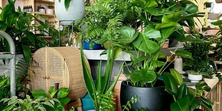 Buat kebun minimalis di rumah sangat menyenangkan di masa pandemi/tugu malang