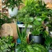 Buat kebun minimalis di rumah sangat menyenangkan di masa pandemi/tugu malang