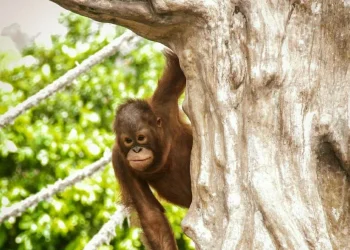Salah satu satwa koleksi Jatim Park